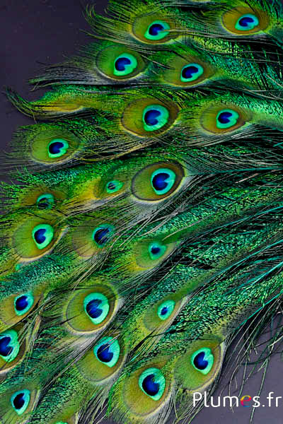 Paon bleu oeil-sabre - 25-35 cm - jade